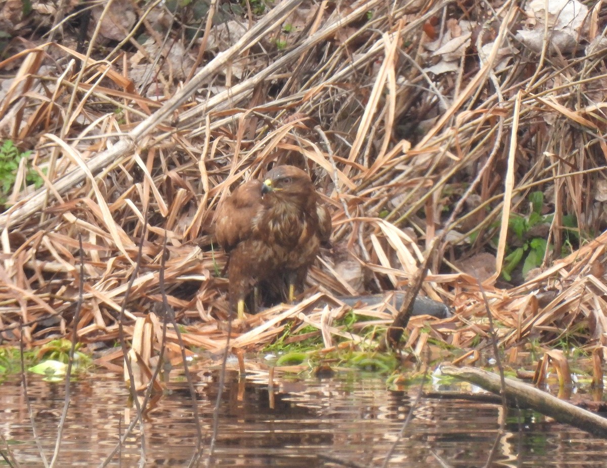 Common Buzzard - Carlos Alberto Ramírez