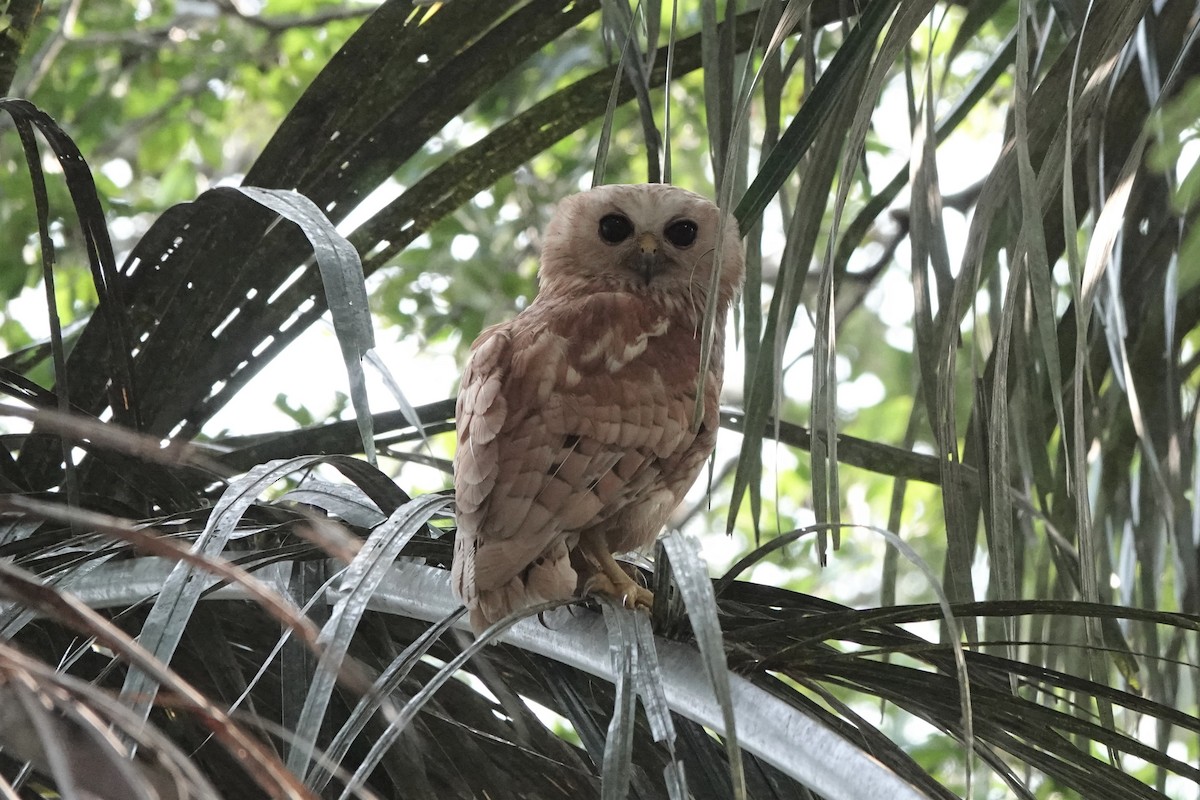 Rufous Fishing-Owl - ML536497951