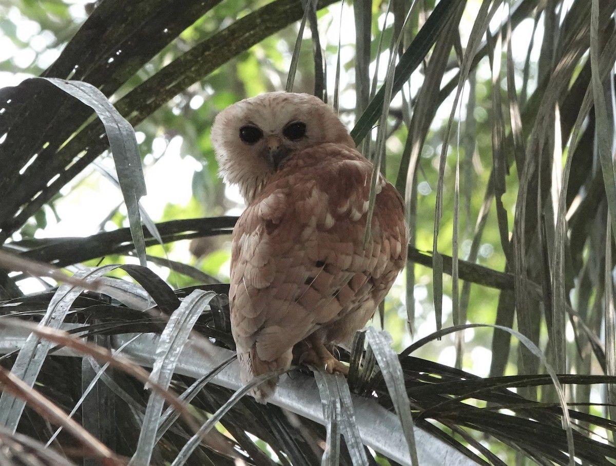 Rufous Fishing-Owl - ML536498001