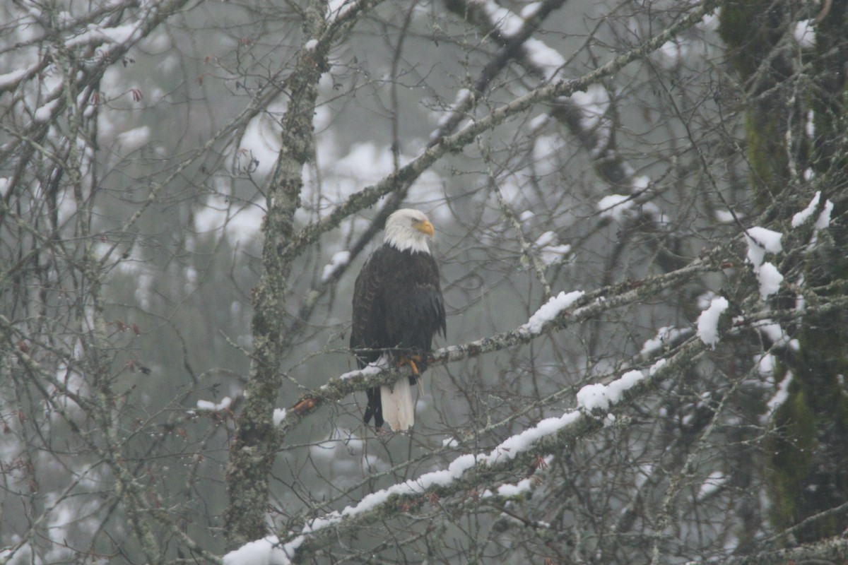 Bald Eagle - ML536499121