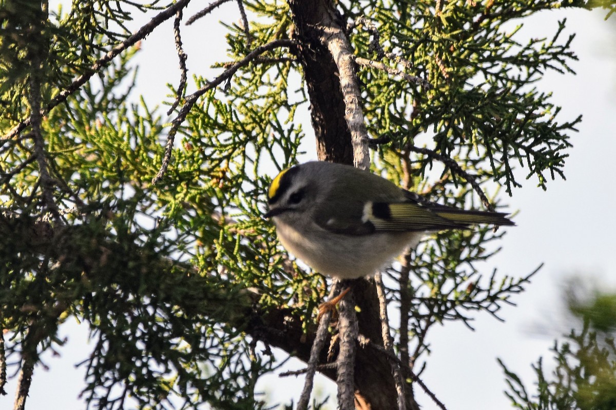 Golden-crowned Kinglet - ML536499301