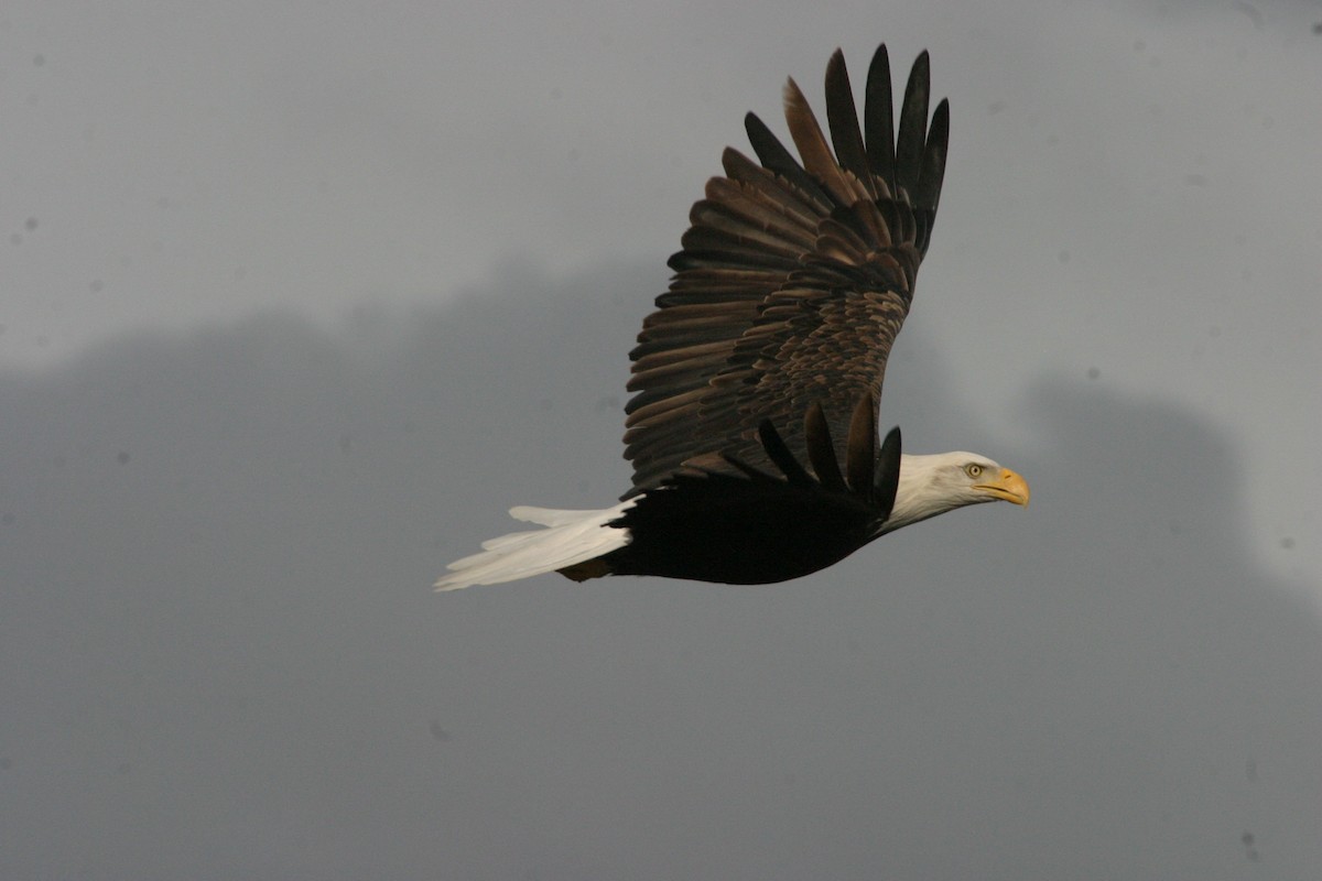 Bald Eagle - ML536499681