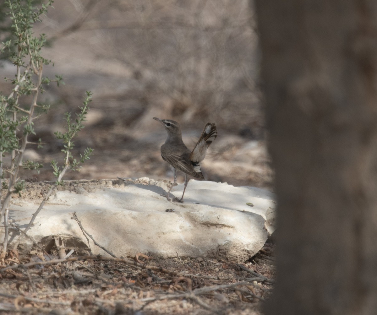 Rufous-tailed Scrub-Robin - ML536500141