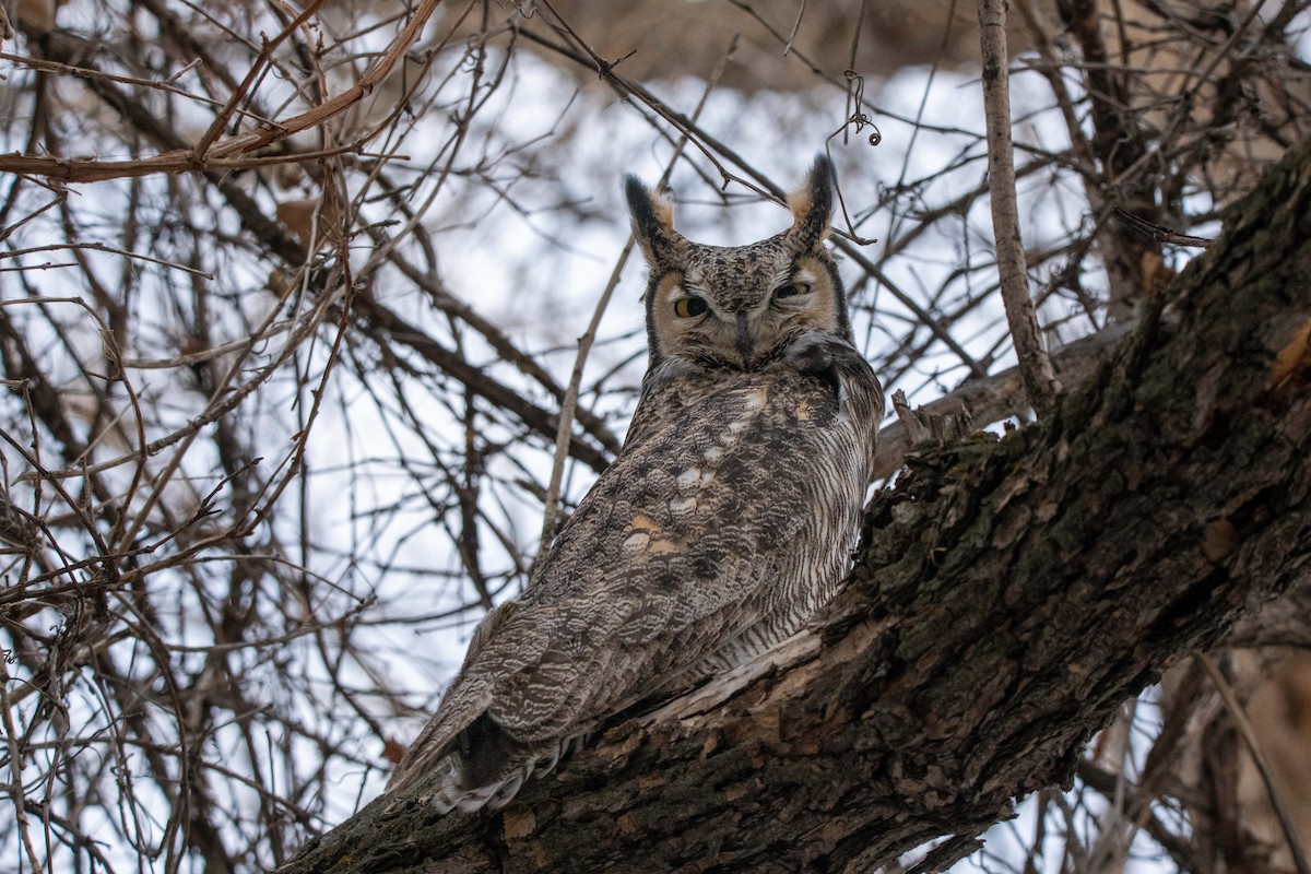 Great Horned Owl - ML536500371