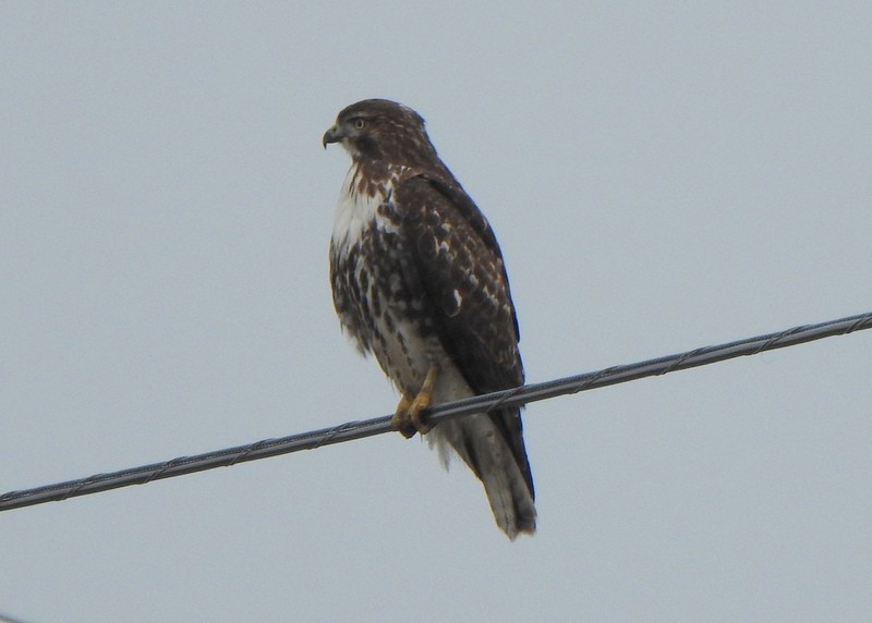 Red-tailed Hawk - ML536500821