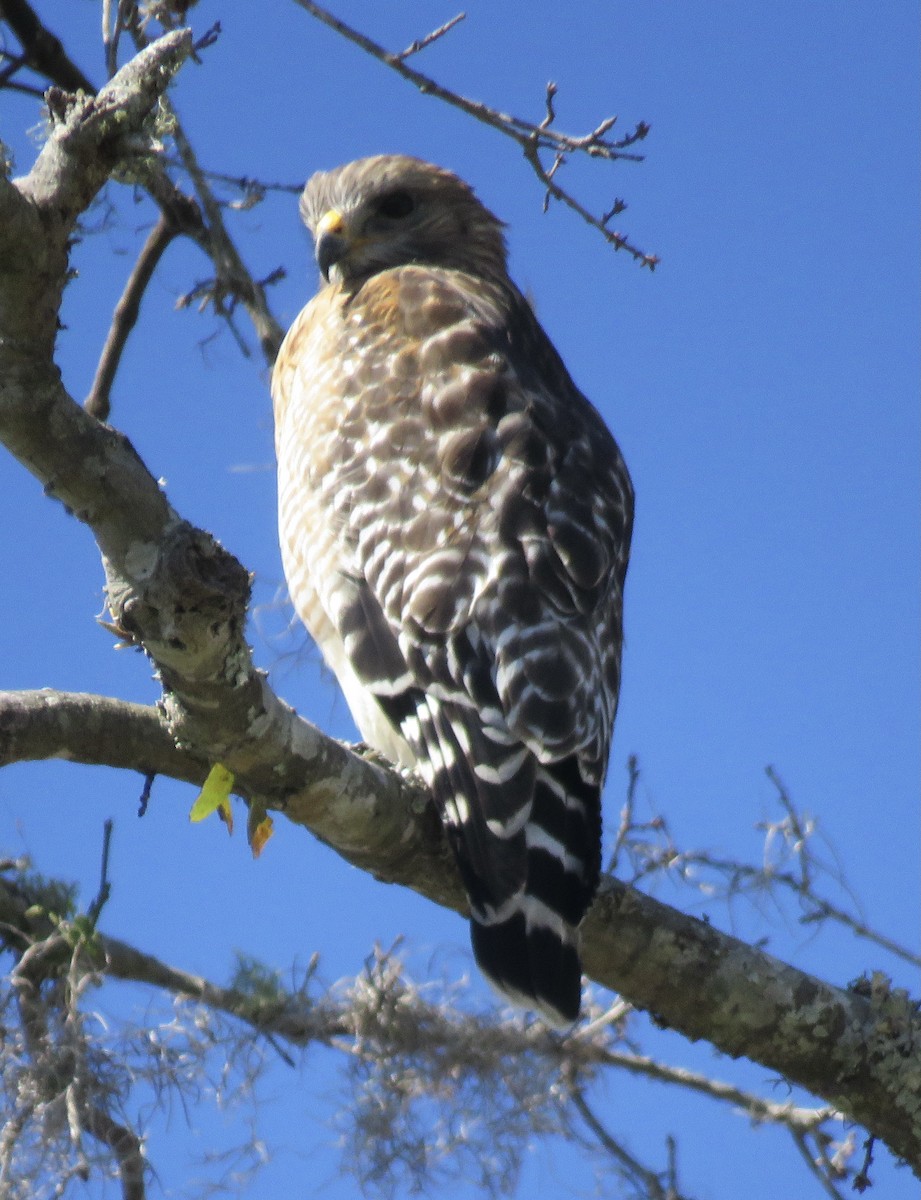 Red-shouldered Hawk - ML536501051