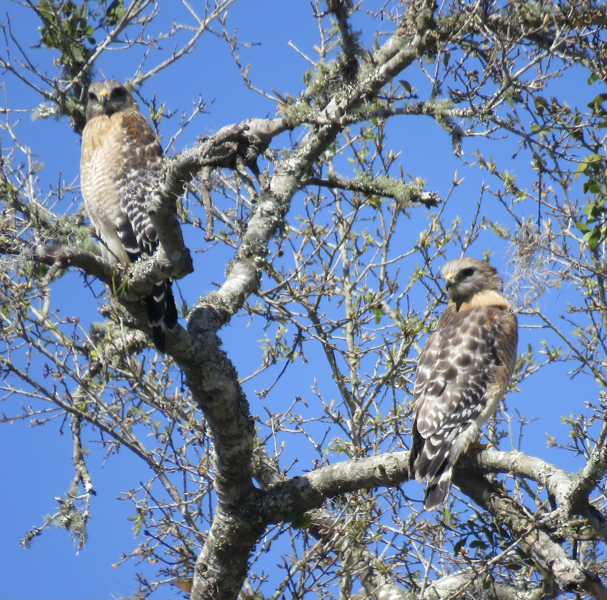 Red-shouldered Hawk - kate carroll