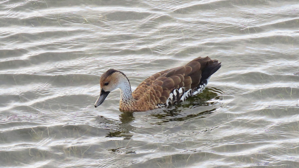 West Indian Whistling-Duck - ML536502691
