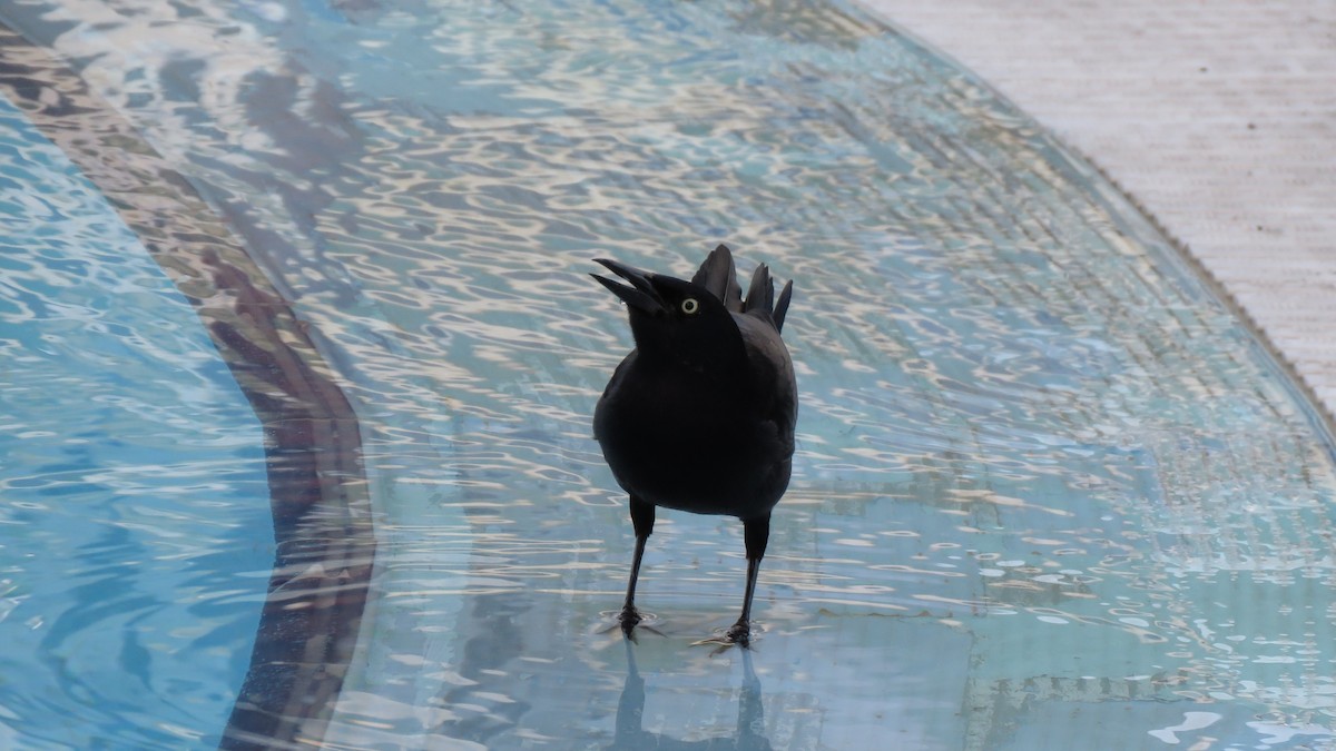 Greater Antillean Grackle - ML536503191