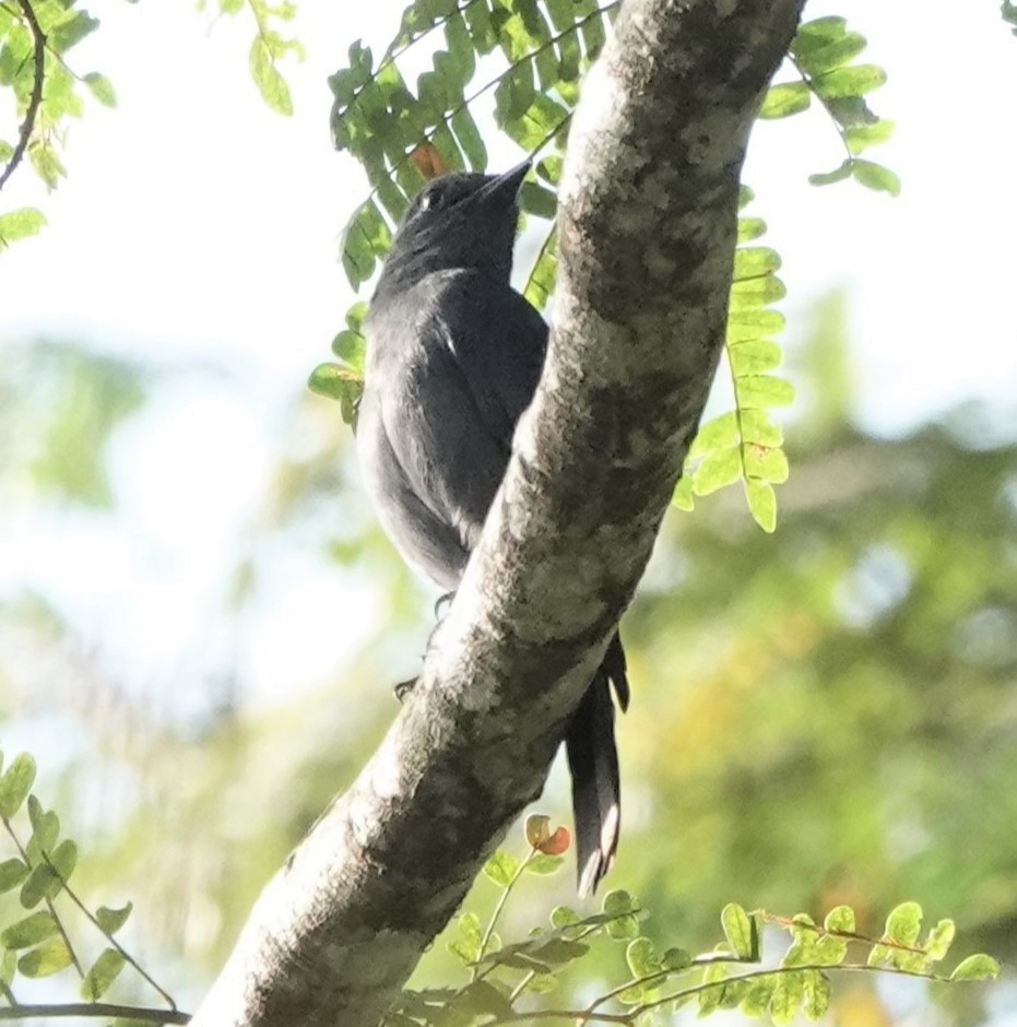 Nimba Flycatcher - Steve Kornfeld