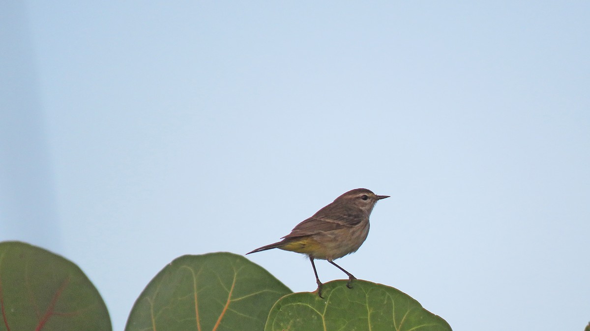 Palm Warbler - ML536505011