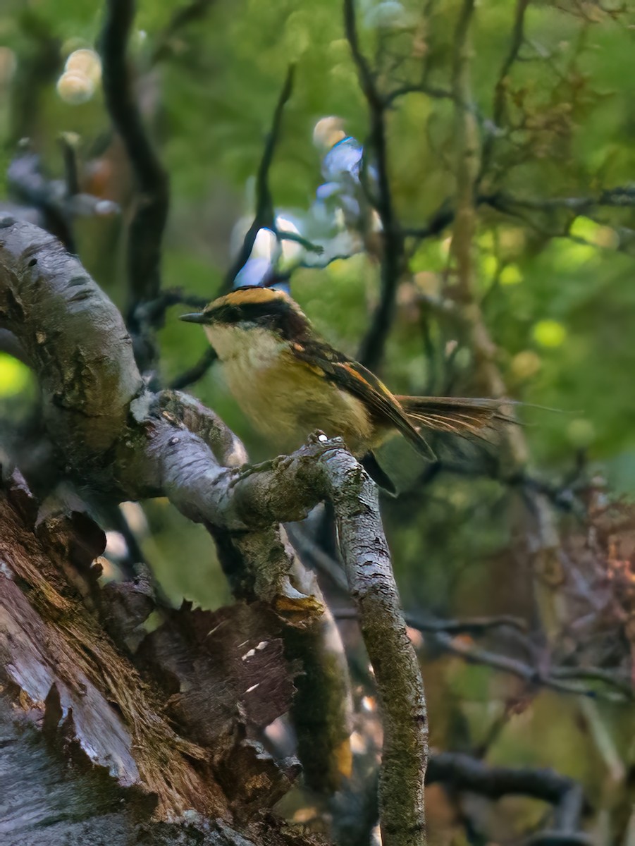 Thorn-tailed Rayadito - Fernando Ranea