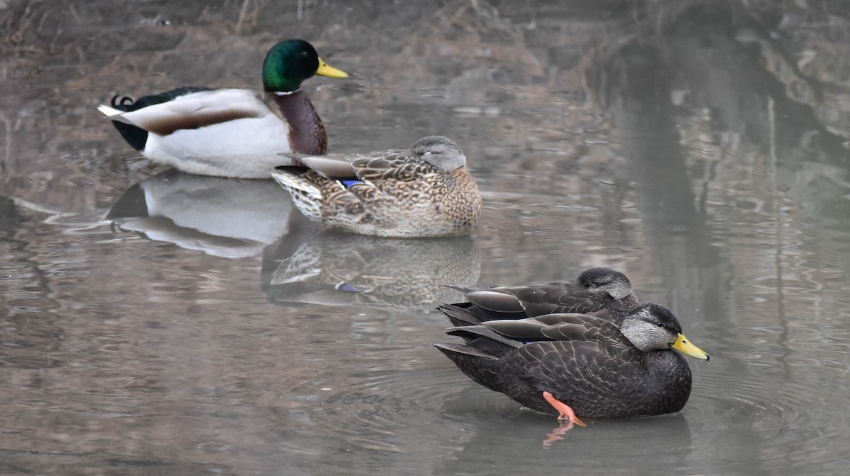 ברווז שחור אמריקני - ML536507661