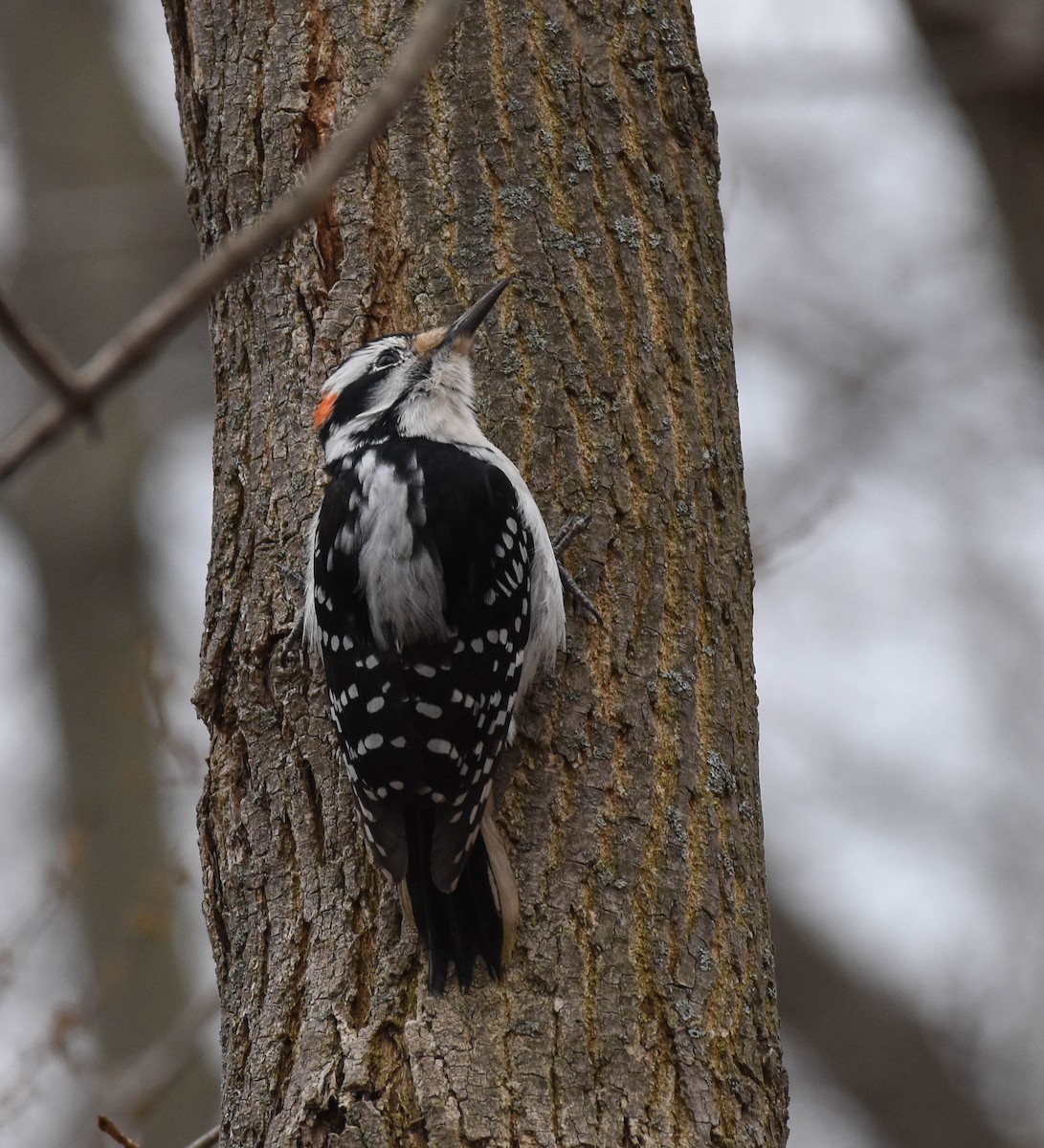 Hairy Woodpecker - ML536507841