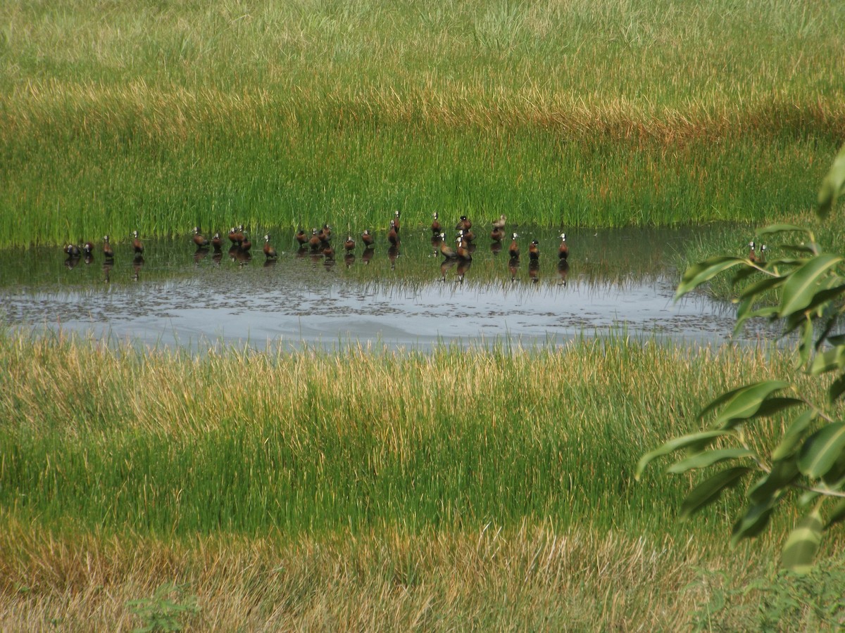 White-faced Whistling-Duck - ML536508161