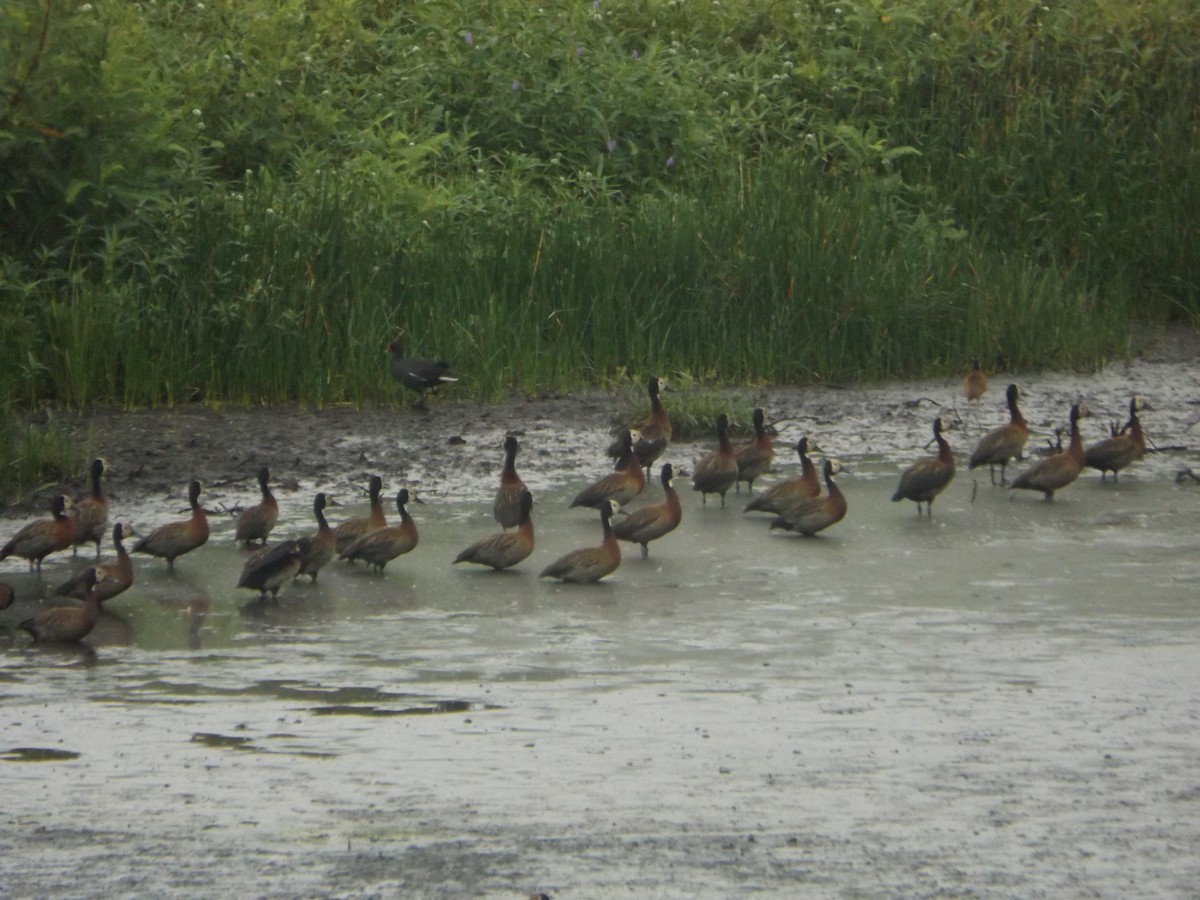 White-faced Whistling-Duck - UEDSON REGO