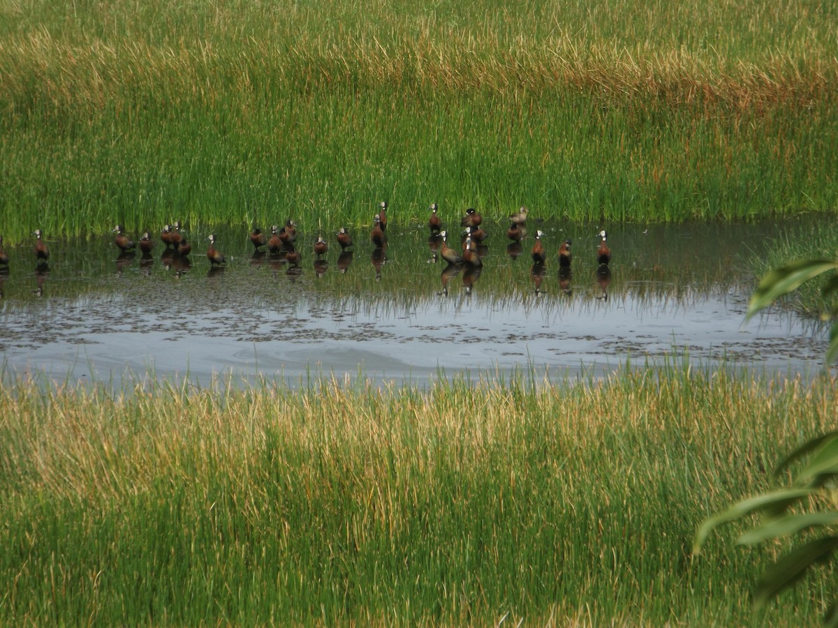 White-faced Whistling-Duck - UEDSON REGO