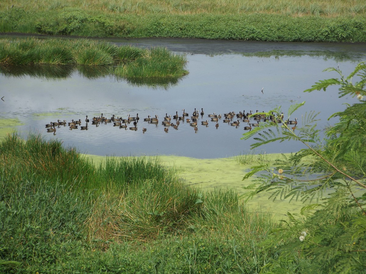 White-faced Whistling-Duck - UEDSON REGO