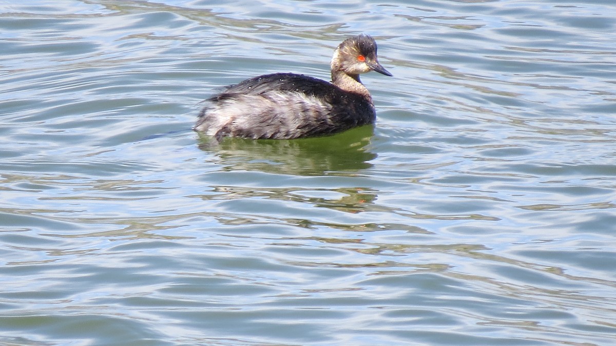 Eared Grebe - ML53650961