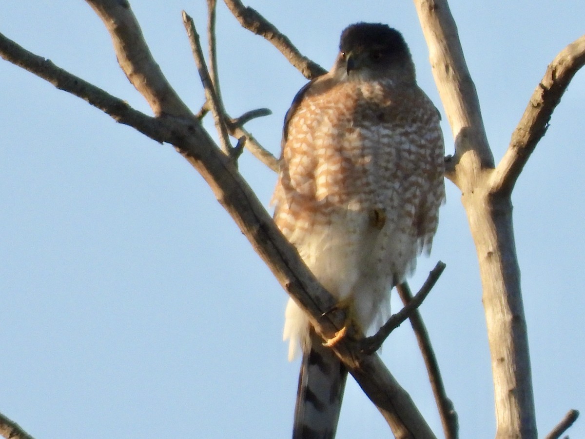 Cooper's Hawk - ML536510511