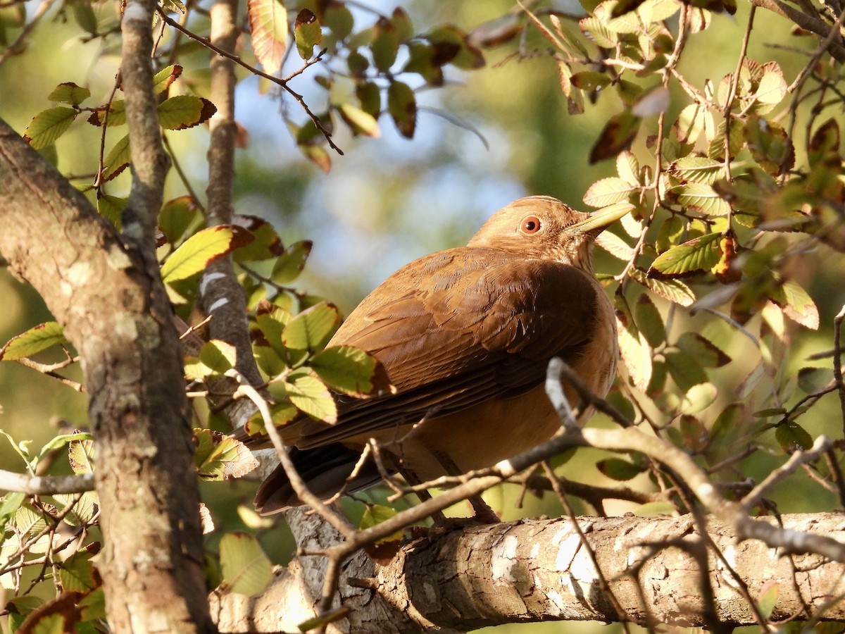 Clay-colored Thrush - ML536510611
