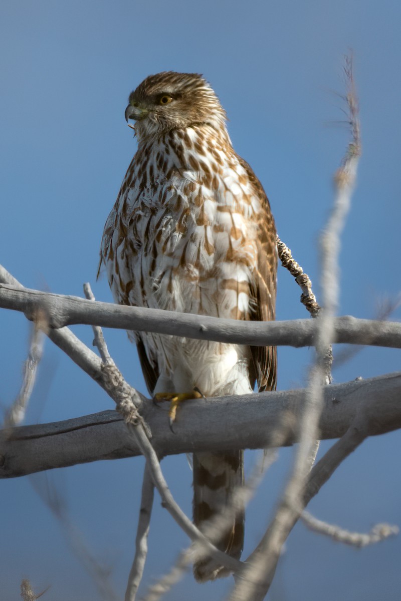 Sharp-shinned Hawk - William Kelley