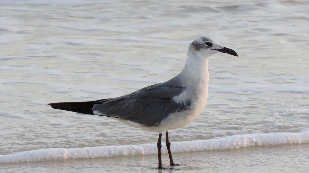 Laughing Gull - ML536511541