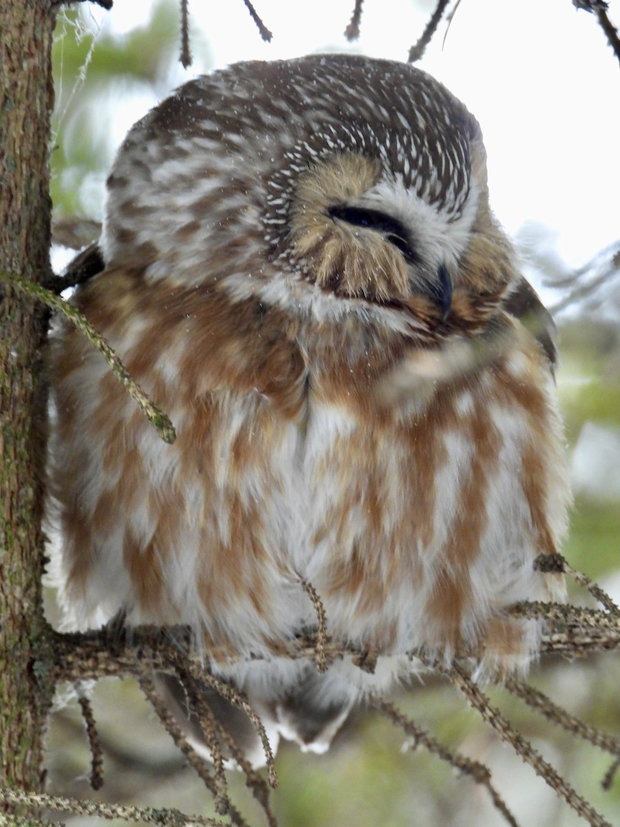 Northern Saw-whet Owl - ML536511961