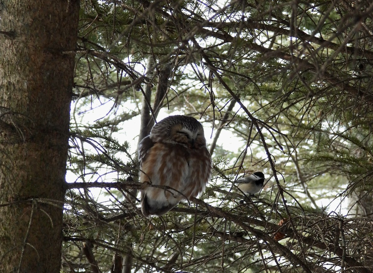 Northern Saw-whet Owl - ML536512491