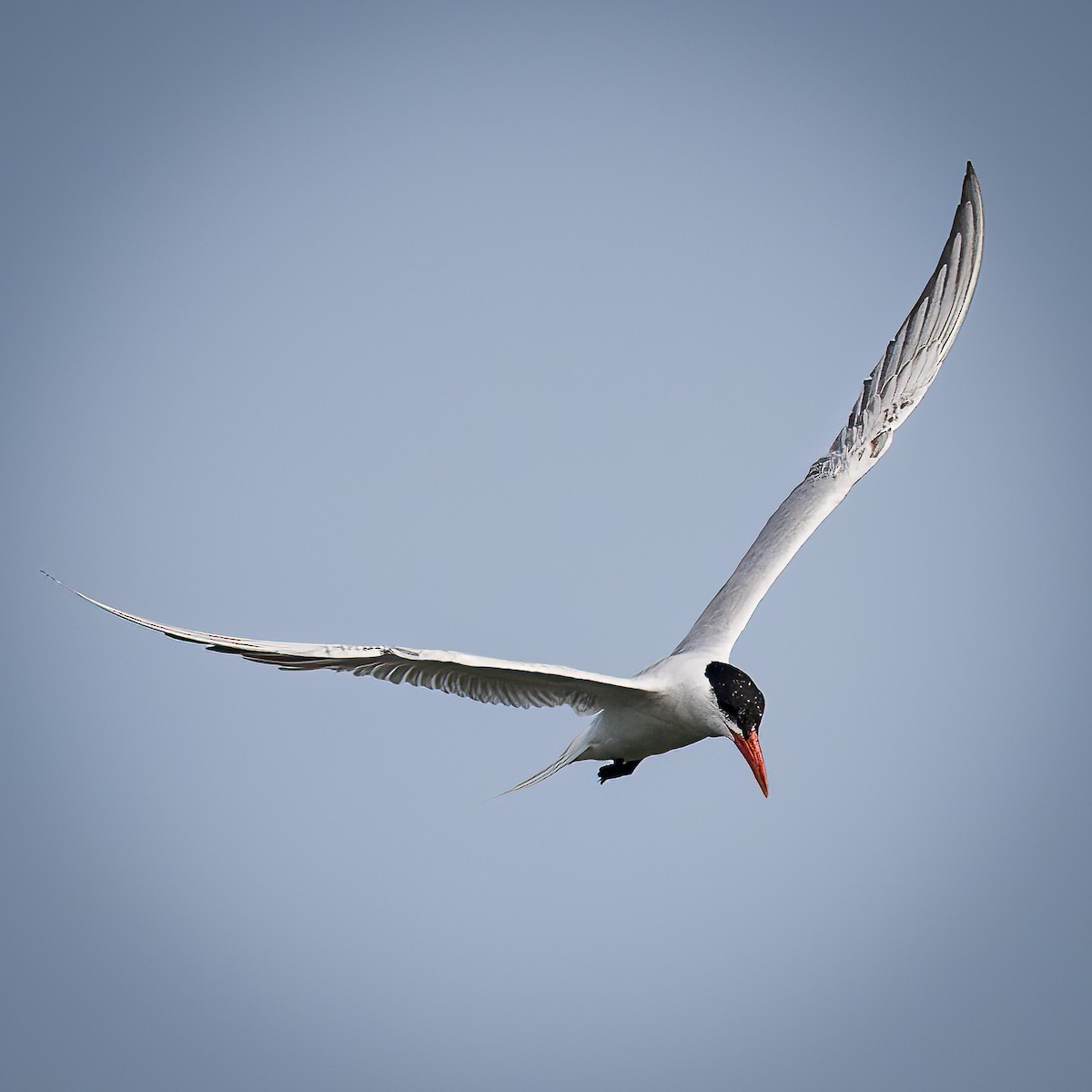 Caspian Tern - ML536512741