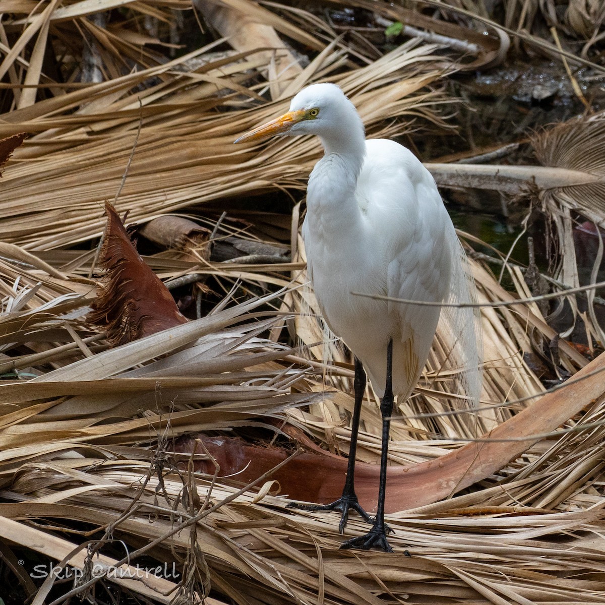 Great Egret - ML536513231