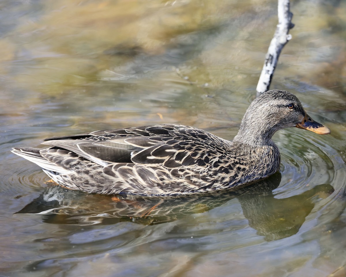 Mallard - ML536514011