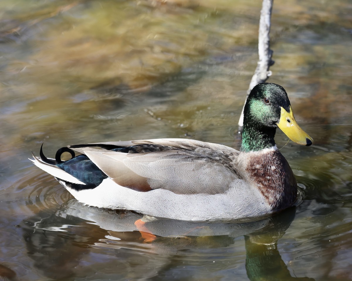 Mallard - ML536514021