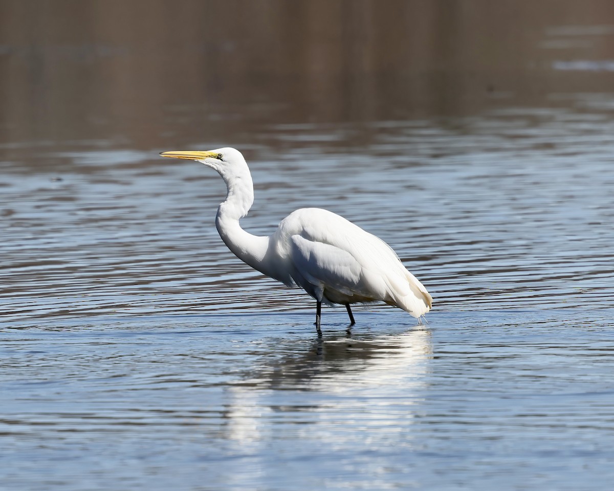 Great Egret - ML536514161