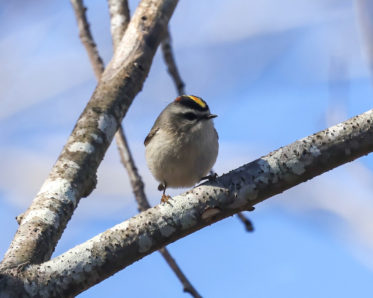 Golden-crowned Kinglet - ML536514371