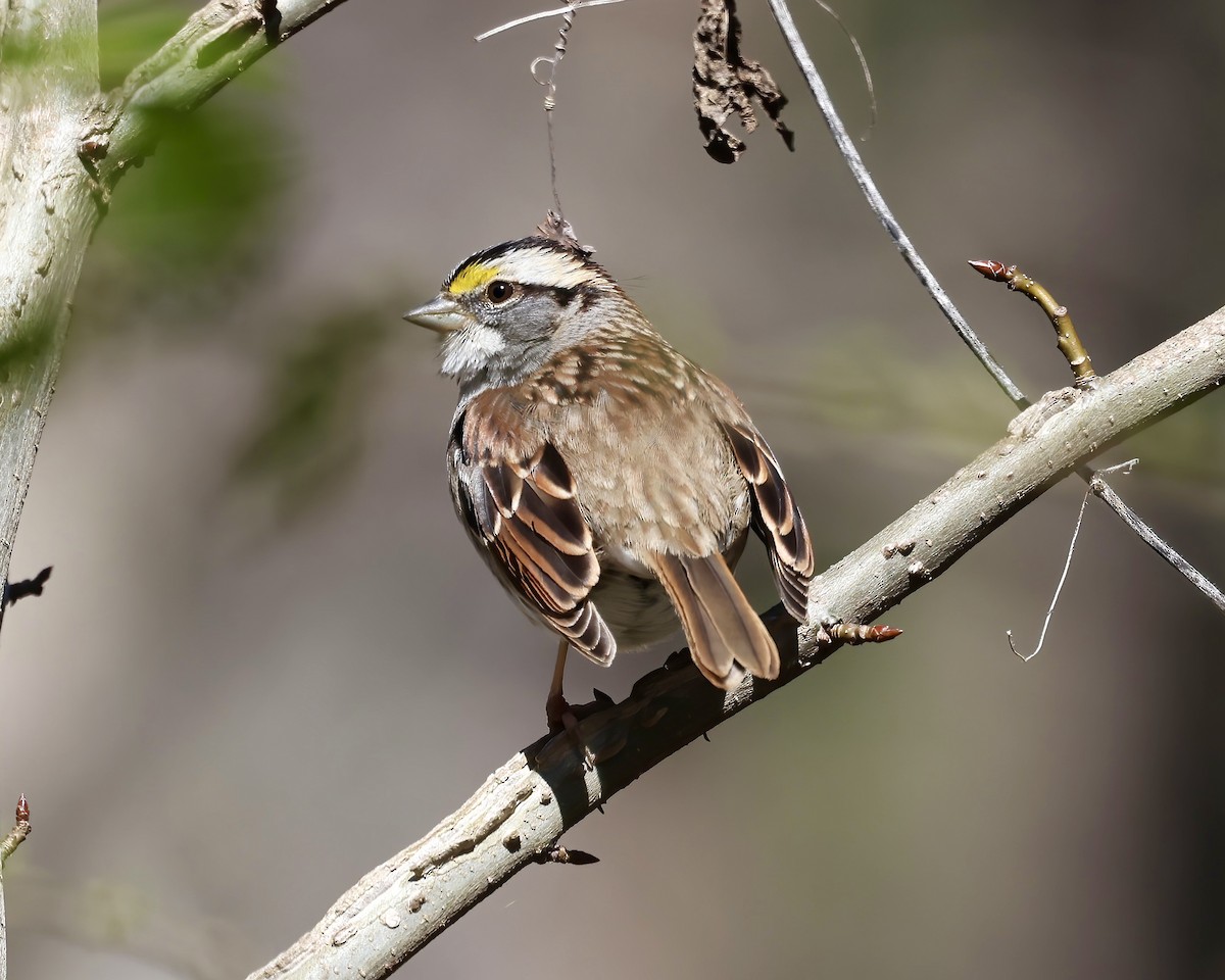 White-throated Sparrow - ML536514561