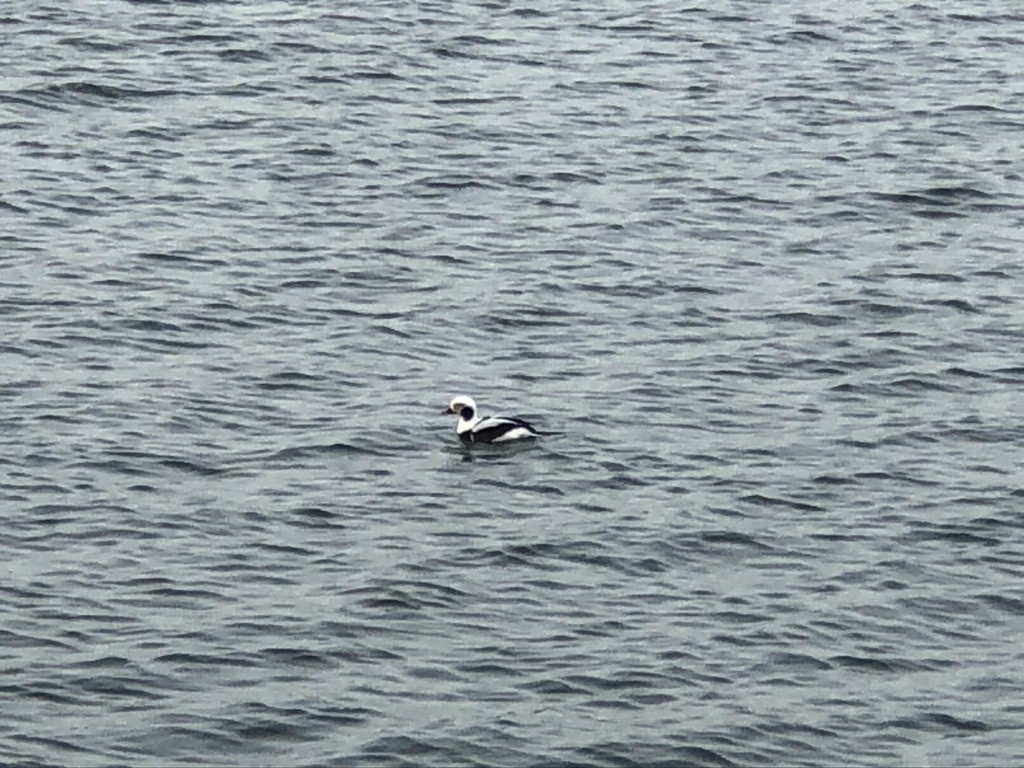 Long-tailed Duck - W H