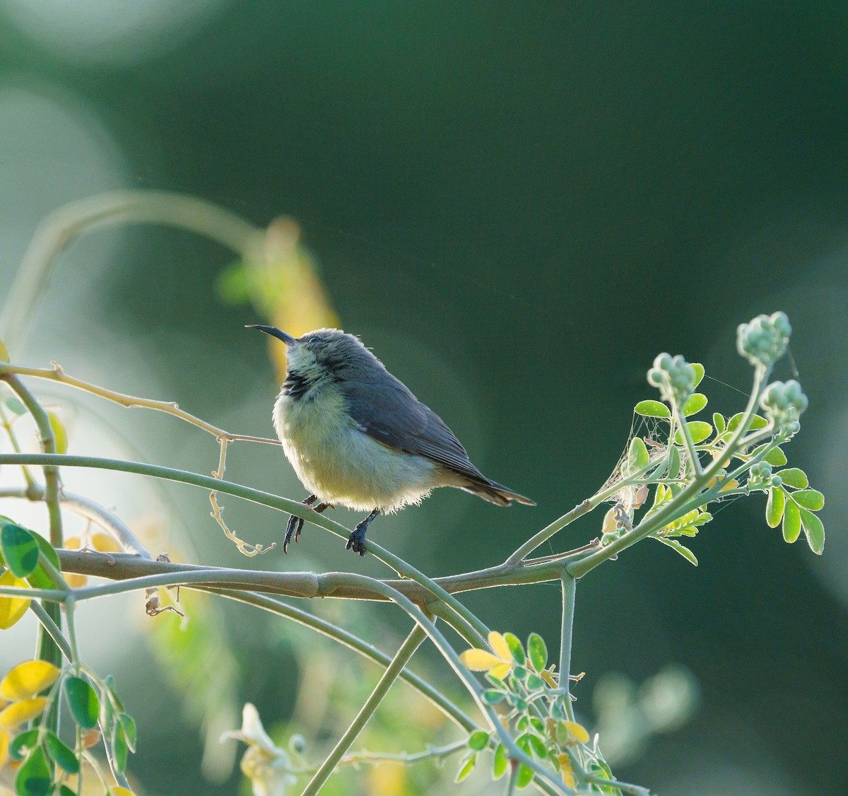 Beautiful Sunbird - ML536515911