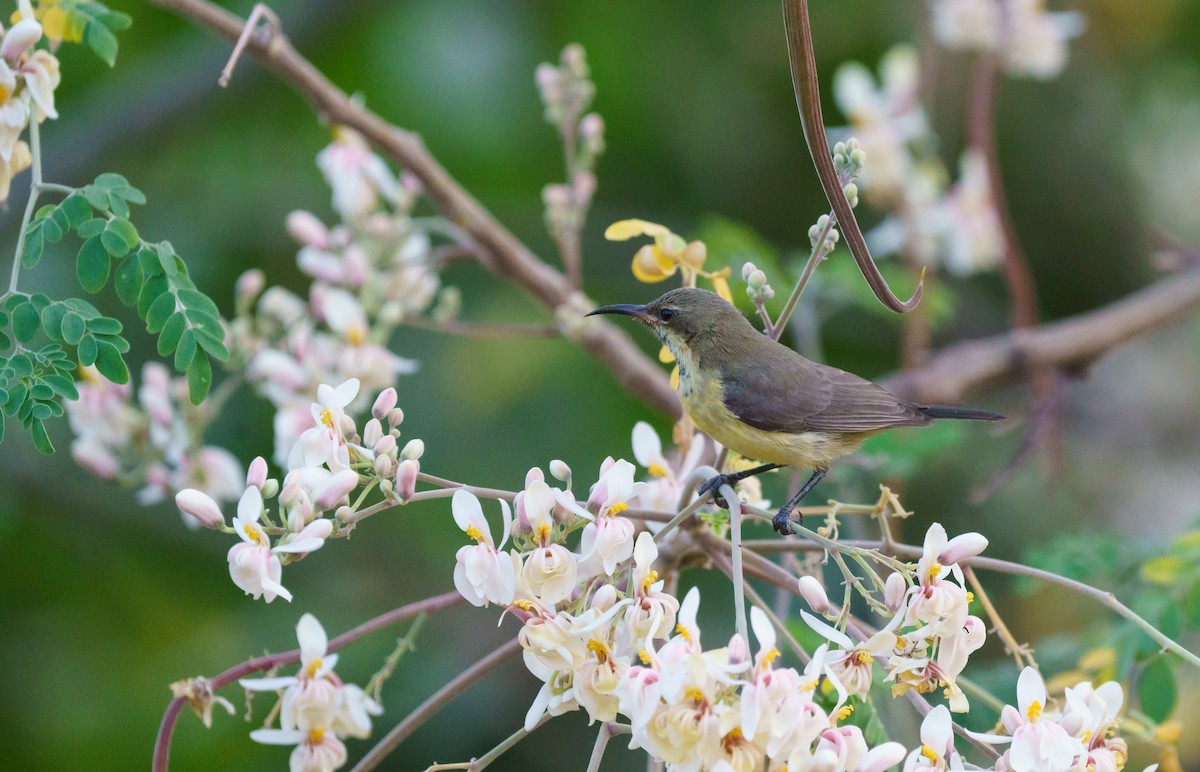 Beautiful Sunbird - ML536516811