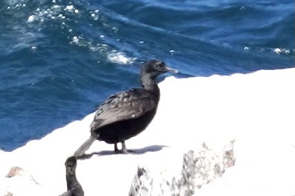 Cormorán de Bajío - ML536517401