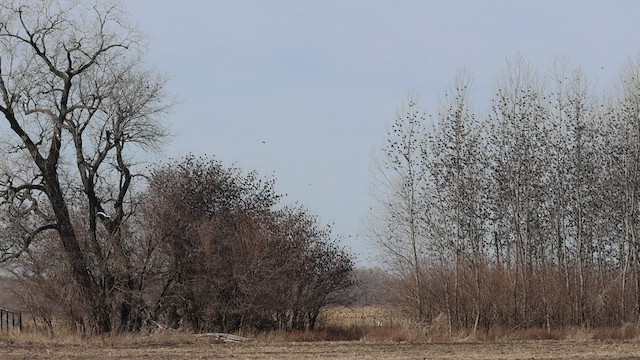 Red-winged Blackbird - ML536519071