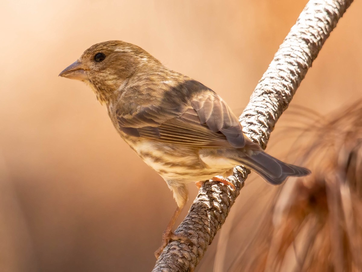 Purple Finch - ML536521661