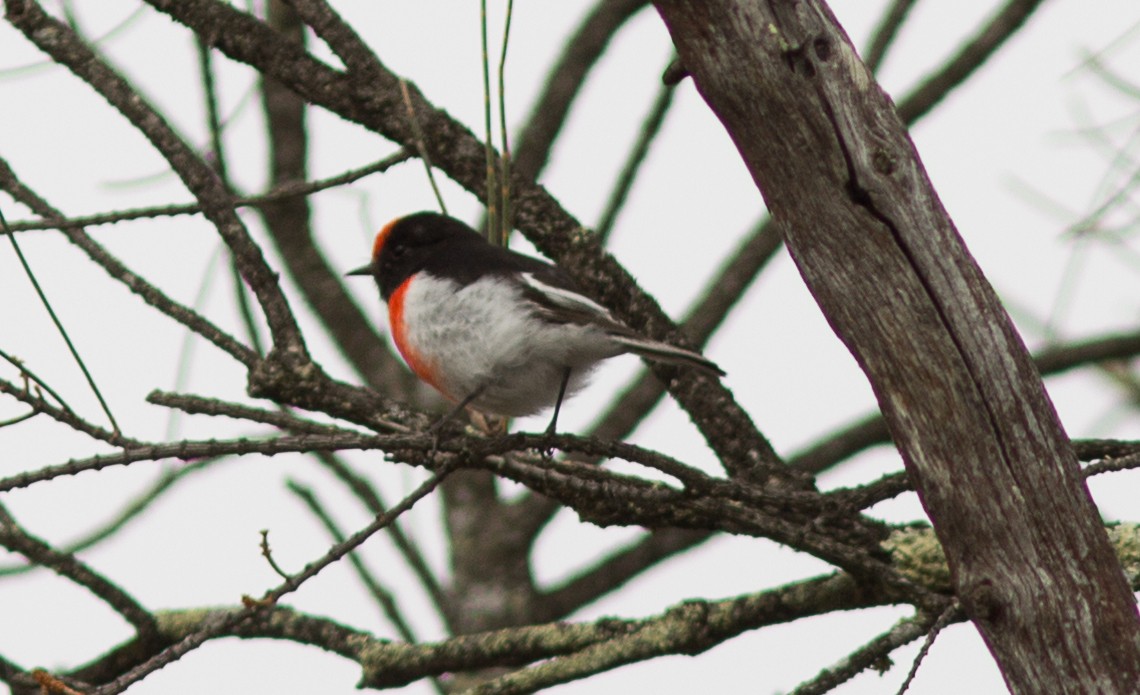 Red-capped Robin - ML53652171