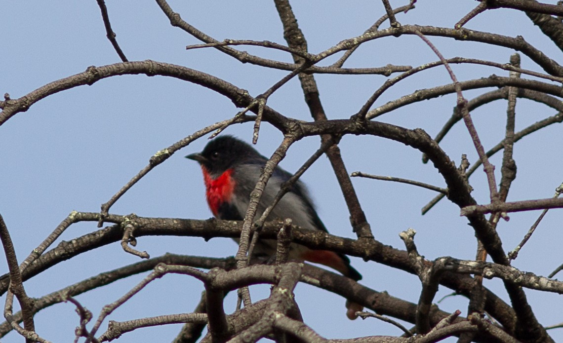 Mistletoebird - ML53652191