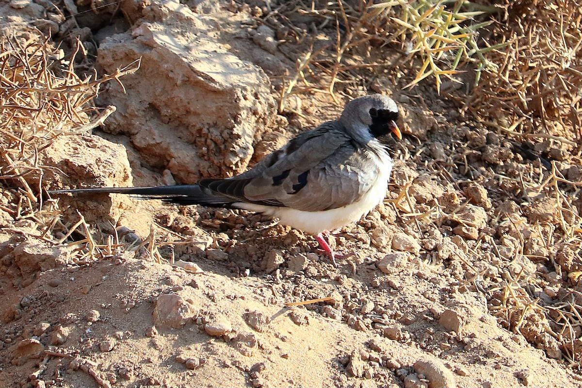 Namaqua Dove - ML536522111