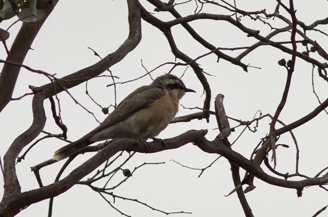 Black-eared Cuckoo - Richard and Margaret Alcorn