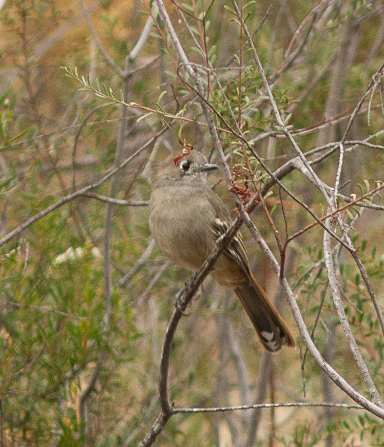 Southern Scrub-Robin - ML53652251