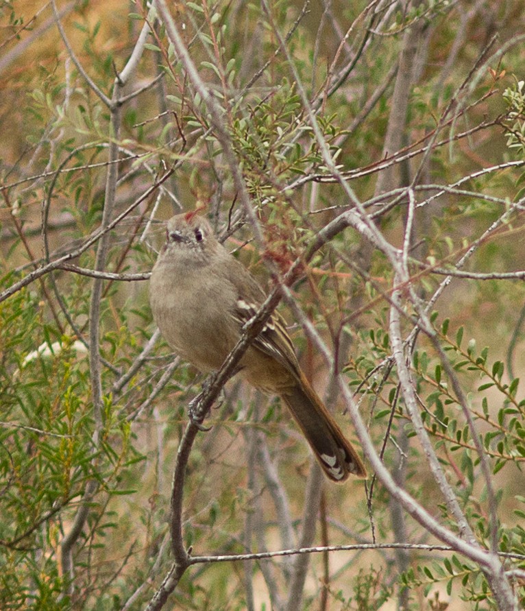 Southern Scrub-Robin - ML53652261