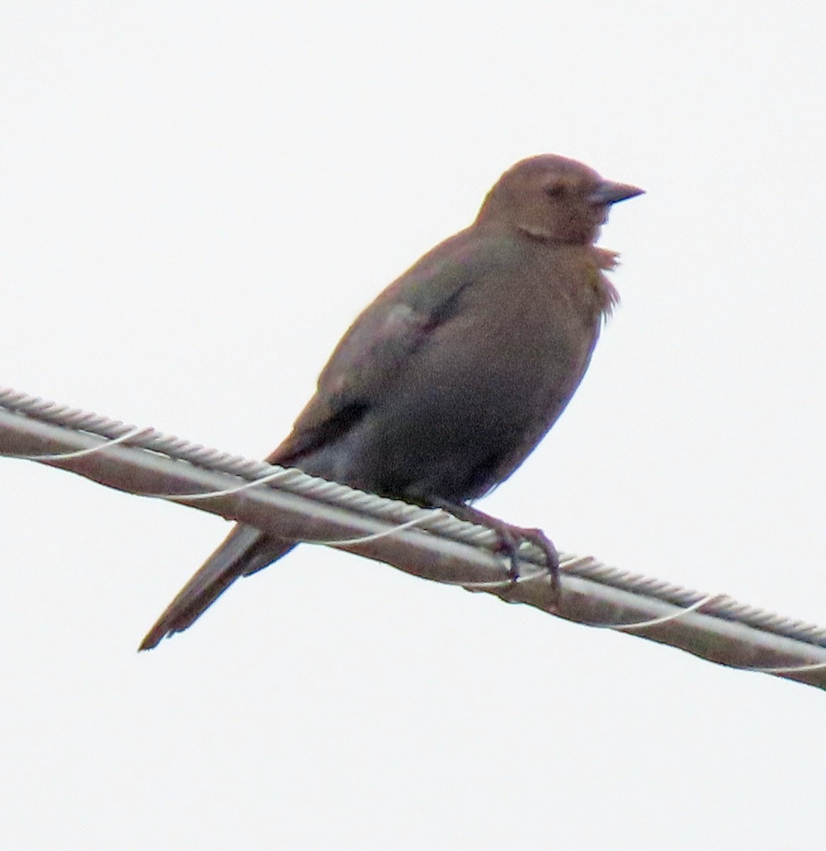 Brewer's Blackbird - ML536524211