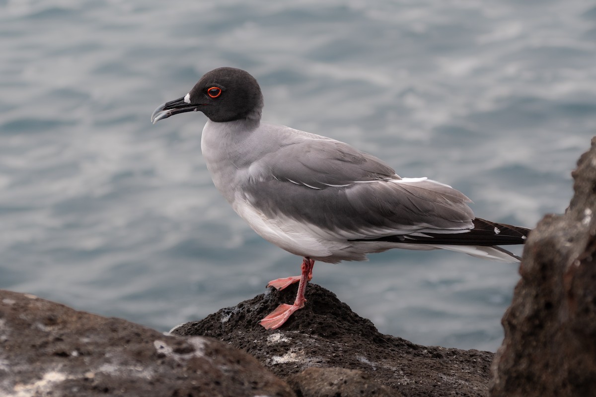 Swallow-tailed Gull - Michael Rosen